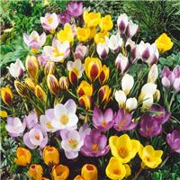 Crocus species mixed - Pack of 40