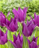 Tulipa Yume no Murasaki - Pack of 6 Bulbs