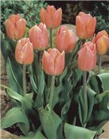 Tulip Apricot Beauty - Pack of 6 Bulbs