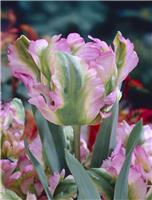 Tulip Green Wave - Pack of 6 Bulbs