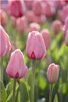 Tulip Darwin Pink Impression- Pack of 6