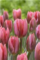 Tulip Pretty Princess- Pack of 6