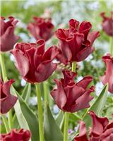 Tulip Red Dress - Pack of 6