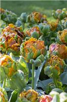 Tulip Secret Princess- Pack of 6