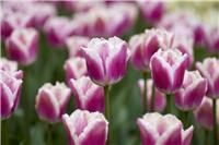 Tulip Siesta - Pack of 6 Bulbs