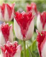 Tulip Sweet Paradise- Pack of 6