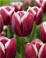 Tulip Tiramisu- Pack of 6