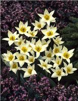 Tulip Turkestanica- Pack of 6