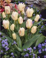 Tulip White Fire- Pack of 6