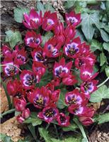 Tulip Little Beauty - Pack of 6 Bulbs