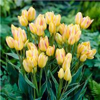 Tulip Antoinette the Chameleon - Pack of 25 bulbs