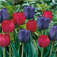 Tulips Mistress of Dark - Pack of 25 Bulbs
