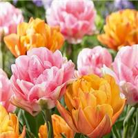 Tulip Tropical Dreams Pack of 25 Bulbs