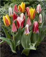 Tulip Greigii Mixed - Pack of 10 Bulbs