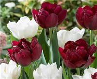 Tulip Double Finesse Mix - Pack of 25 Bulbs