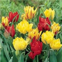 Tulip Mellow Yellow Mix - Pack of 25