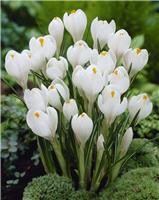 Crocus Vernus White - Pack of 40 bulbs