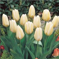 Tulip Fosteriana White Emperor - Pack of 25 bulbs