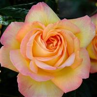 Climbing Rose Madame A Meilland