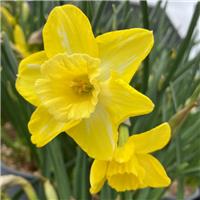 Narcissus Hillstar - Pack of 10 Bulbs