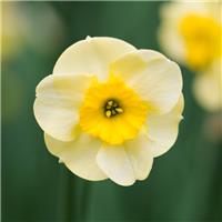 Narcissus Sundisc - Pack of 10 Bulbs