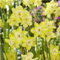 Narcissus Verdin - Pack of 10 Bulbs