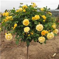 Large Standard Rose Tree - Cart D'Or
