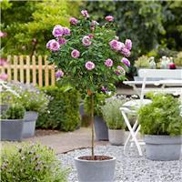 Large Standard Rose 'Charles de Gaulle' Tree
