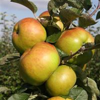 Apple Tree - Bramley's Seedling (MM106) - 140cm