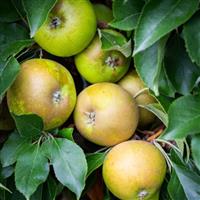 Apple Tree - Egremont Russet (M26) - 120cm