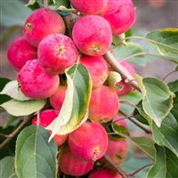 Crabapple Tree - Malus Jelly King - 150cm