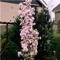 Japanese Flagpole Flowering Cherry Tree - Prunus amanagawa - 160cm