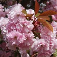 Prunus Kanzan - Cherry Blossom Tree - 160cm