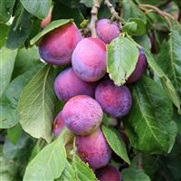 Plum - Prunus Domestica Opal
