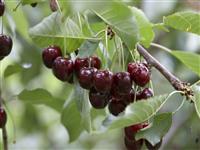 Cherry Tree - Prunus avium Regina - 140-160cm