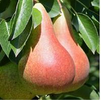 Pear Tree - Carmen - 140-160cm