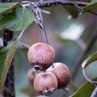 Crabapple Tree - Malus Crimson Cascade - 160cm