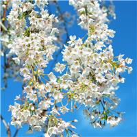Blossom Tree - Weeping Snow Showers - Prunus Fuji Cherry - circa 160cm