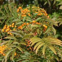Sorbus Autumn Spire - Mountain Ash - 130cm