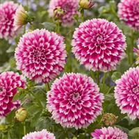 Dahlia Fimbriata Fuzzy Wuzzy