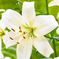 Lilium Pearl Frances - Pack of FIVE Lily Bulbs