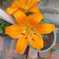 Lilium Madras - Pack of 5 Lily Bulbs