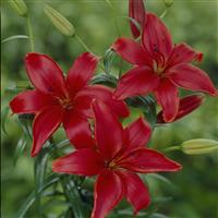 Lilium Monte Negro - Pack of 5 Lily Bulbs