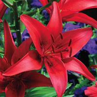Lilium Red County - Pack of FIVE Lily Bulbs