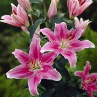 Lilium Sorbonne - Pack of FIVE Lily Bulbs