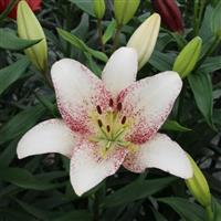 Lilium Sweet Zanica - Pack of FIVE Lily Bulbs
