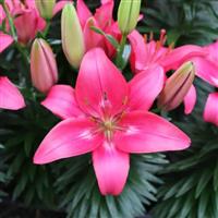 Lilium Trendy Dakota - Pack of FIVE Lily Bulbs