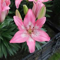 Lilium Trendy Nicosia - Pack of 5 Lily Bulbs