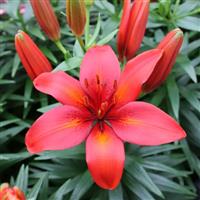 Lilium Tropical Joy - Pack of 5 Lily Bulbs