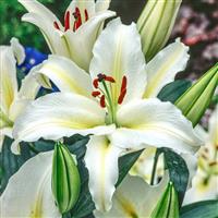 Lilium Belcastro - Pack of FIVE Lily Bulbs
